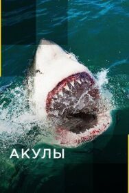 Постер к фильму Акулы смотреть онлайн на HD Rezka