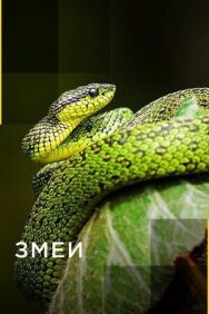 Постер к фильму Змеи смотреть онлайн на HD Rezka