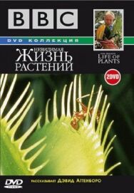 Постер к фильму BBC: Невидимая жизнь растений смотреть онлайн на HD Rezka