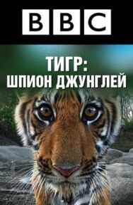 Постер к фильму BBC: Тигр — Шпион джунглей смотреть онлайн на HD Rezka