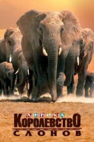 Постер к фильму Африка — королевство слонов смотреть онлайн на HD Rezka