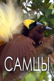 Постер к фильму Самцы смотреть онлайн на HD Rezka