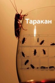 Постер к фильму Таракан смотреть онлайн на HD Rezka