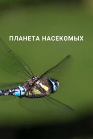 Постер к фильму Планета насекомых смотреть онлайн на HD Rezka