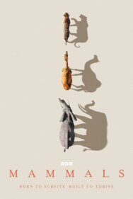 Постер к фильму Млекопитающие смотреть онлайн на HD Rezka