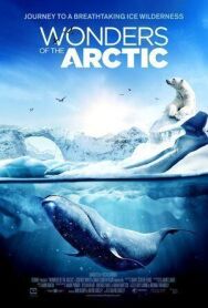 Постер к фильму Чудеса Арктики смотреть онлайн на HD Rezka