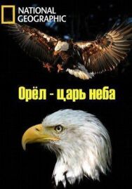 Постер к фильму Орёл — царь неба смотреть онлайн на HD Rezka